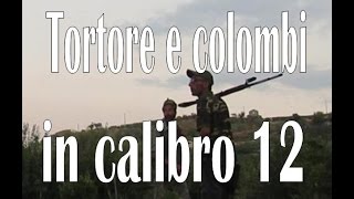 CACCIATortore e Colombi in calibro 12quotdove hunting NINACC HIUNT [upl. by Ardnosak]