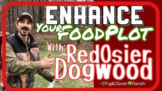 Red Osier Dogwood  Enhance Your Food Plot for Deer [upl. by Maure]