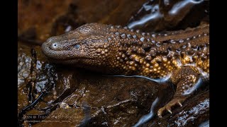 In search of the Earless monitor lizard Lanthanotus borneensis [upl. by Ecylla]