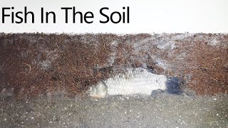 Fish Decomposition in the soil Time Lapse [upl. by Roderick840]