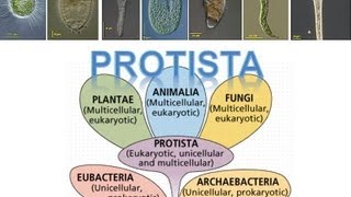 Kingdom Protista [upl. by Ahsieka]