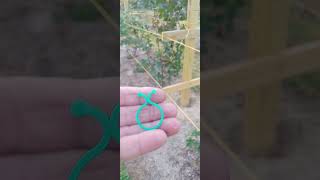 Clips for blackberry trellis work really good [upl. by Devinna]