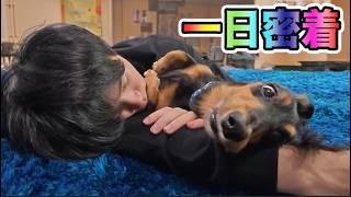 足が短すぎる犬に1日密着してみた【一生犬命】 [upl. by Alo827]