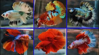 THAILAND IMPORTED BETTA FISH [upl. by Assirod355]