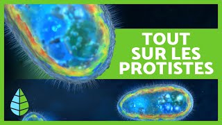 RÈGNE PROTISTE🦠 Définition caractéristiques et classification🔍 [upl. by Dihsar]