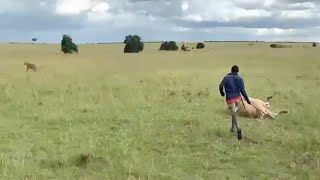 Maasai chases a lion eating his cow [upl. by Crocker]