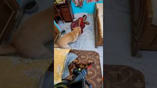 Khuda mana 😍song music hindisong trending doglover coco shortvideo pets cute labrador dog [upl. by Nirrol903]