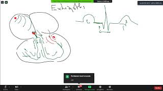 TD 6 troubles d excitabilité 1 Extrasystoles [upl. by Cully979]