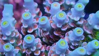 Frag Garage Best Acropora Tenuis Corals [upl. by Anitra914]