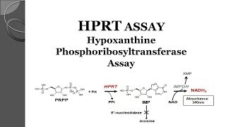 Hypoxanthine Phosphoribosyltransferase Assay HPRT Assay [upl. by Ranjiv]