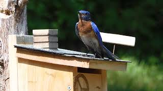 Eastern Bluebird Sings Mating Call [upl. by Dedra]