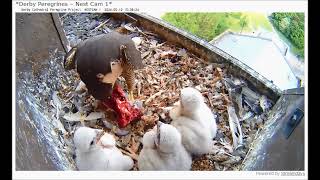 Derby Peregrines Female feeds chicks at 1528 12th May 2024 [upl. by Nuavahs]