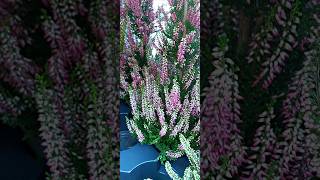 Calluna vulgaris Pyramid [upl. by Tanitansy]