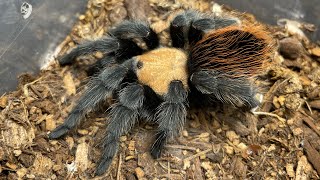 Brachypelma Albiceps Rehousing a stubborn Mexican golden red rump and showing off the three I own [upl. by Einolem]