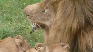 Lions eating warthog [upl. by Hassadah]