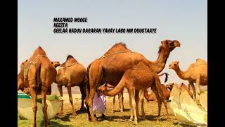 Maxamed Mooge Heesta Geela markuu dararan yahay [upl. by Garbers951]