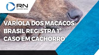 Brasil tem 1º caso de cachorro com varíola dos macacos [upl. by Urania]