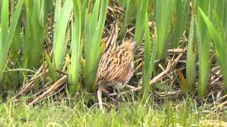 Corncrake South Uist 10th May 2015 [upl. by Arvell]