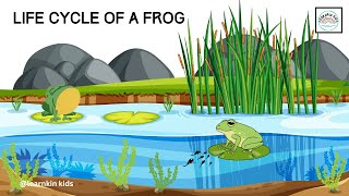 Life Cycle Of A Frog  Frog Life Cycle Explained From Tadpole to Frog LearnKinKids [upl. by Dalila]