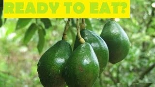 How To Know If An Avocado is Ready to Eat [upl. by Alesiram]