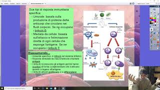 La risposta immunitaria specifica [upl. by Yllatan]