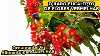 EUCALIPTO DE FLOR VERMELHA Variedade RARA que Floresce o ano todo para produção de Mel e Apicultura [upl. by Akcemat524]