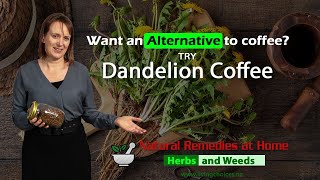 Want an alternative to coffee try and learn how to make Dandelion Coffee [upl. by Uird]