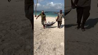 Тунец на Занзибаре 🔥🔥 серегазанзибар zanzibar занзибар занзибар2024 рыба рыбалка тунец [upl. by Arorua]