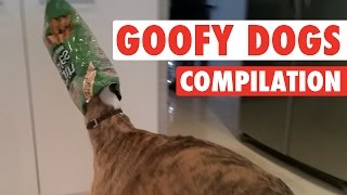 Craziest Goofiest Dogs  Goofy Dogs Compilation [upl. by Preston]