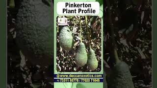 Pinkerton Avocado Plant  Pinkerton Avocado Benefits  shorts ytshorts pinkertonavocado avocado [upl. by Thurmond420]