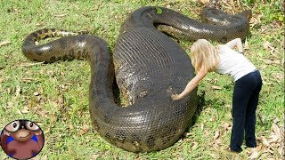 ANACONDA GIGANTE documentario completo italiano [upl. by Sigfrid]