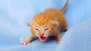 Newborn Kittens Meowing 😍 Baby Cats Meowing MEOW MEOW [upl. by Reedy948]