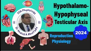 HypothalamoHypophyseal Testicular Axis Physiology 42024 by Dr Khaled A Abulfadle [upl. by Novahs609]