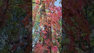 Parthenocissus quinquefolia  Climbed on Paulownia tomentosa [upl. by Lowndes]