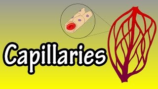 Capillaries  What Are Capillaries  Functions Of Capillaries [upl. by Mattland476]