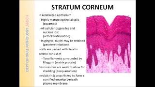 Keratinized amp Non keratinized epithelium [upl. by Llewol]