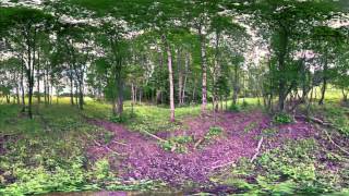 Forest trip 360 [upl. by Fia]