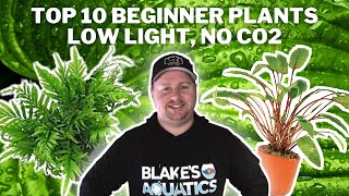 10 Great Low Light No CO2 Plants for Beginners [upl. by Nwotna670]