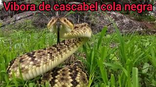 Vibora cascabel crotalus molossus [upl. by Hadnama93]