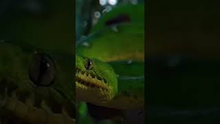 nature  python  snake  forest  beautiful scenery  relaxing clip  PT 3  EP 1  🐍🏞️🌄🤩😍🥰❤️💕 [upl. by Aim]