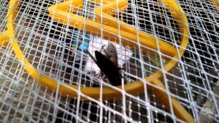 Horsefly Frying On Electric Fly Swatter [upl. by Eenahs]