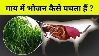 गाय भोजन कैसे पचाती हैं  Digestive system of Cow [upl. by Ariak]