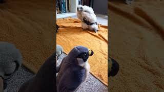 BABY PEREGRINE FUNNY REACTION TO PEREGRINE PLUSHY CALLS XD [upl. by Narad621]