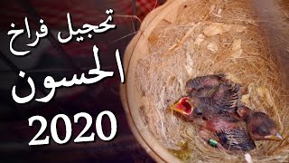 تحجيل فراخ الحسون أو تركيب الخواتم 2020  الطريقة الصحيحة، معلومات جد مهمة، تصحيح بعض المغالطات [upl. by Dinnie]