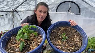 Potting Dahlia Crocosmia and Acidanthera [upl. by Einnob]