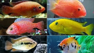 Top 5 easy to breed cichlids easiest cichlids to breed [upl. by Merilee]