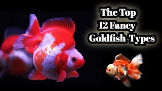 The Top 12 Fancy Goldfish Types [upl. by Wiseman]