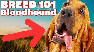 BREED 101 BLOODHOUND Everything You Need To Know About The BLOODHOUND [upl. by Amaras]