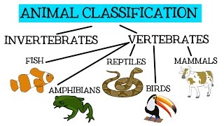 Animal Classification for Children Classifying Vertebrates and Invertebrates for Kids  FreeSchool [upl. by Antonino]