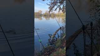 Листопадівський кабан carpfishinglife fishing carpfishing sort sorts carps fish carplife [upl. by Beasley356]